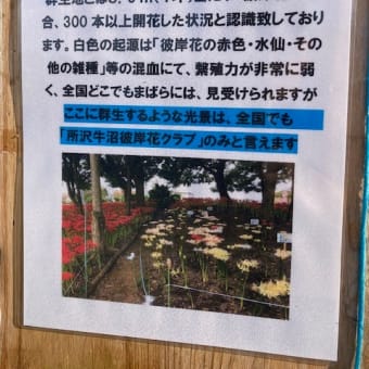 ここは「白色の彼岸花」の日本一の群生地です