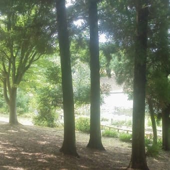  木陰とビンカと棉の花