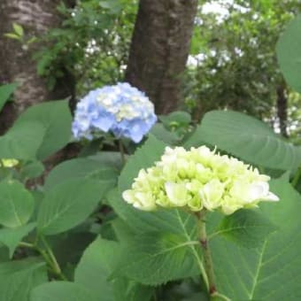 梅雨どきの「紫陽花」