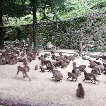 サンフラワーの旅  10  別府　高崎山のおさるさん