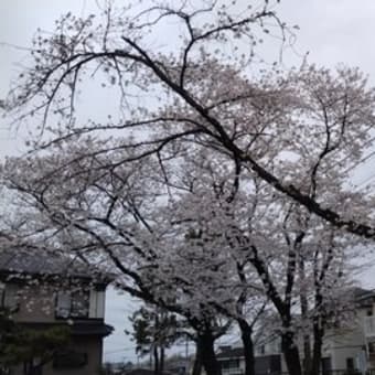 桜の巡回観測