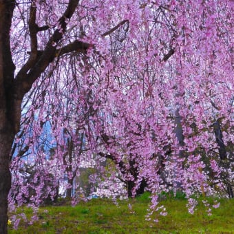 ２０２４・４・１７　中野は谷厳寺の桜。今年の花の命は短くて。