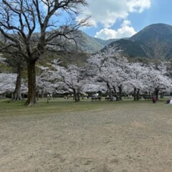 平和公園の桜ー２０２５（北九州市小倉北区）