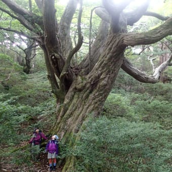 2012　屋久島の旅　　林
