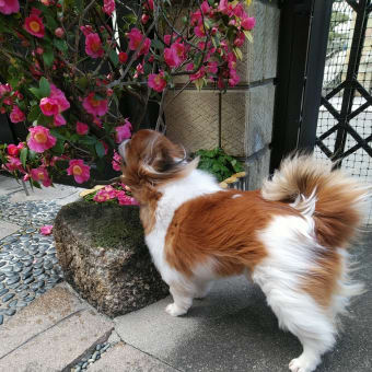 春風に吹かれながら～椿を摘む犬～♪