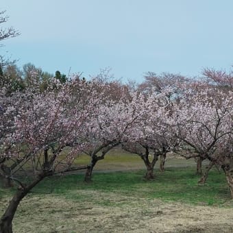 富士見湖パークの風景と梅