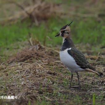 今日の野鳥 ・・ タゲリ ・・今年も ② 。。