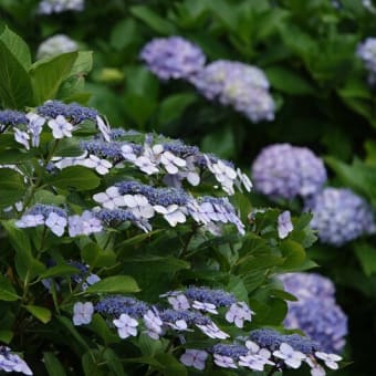 紫陽花さんぽ♪