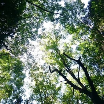 樹海、秋の始まりに　・　・　・