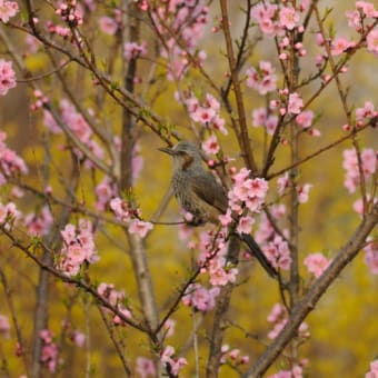 いつもの小鳥たち