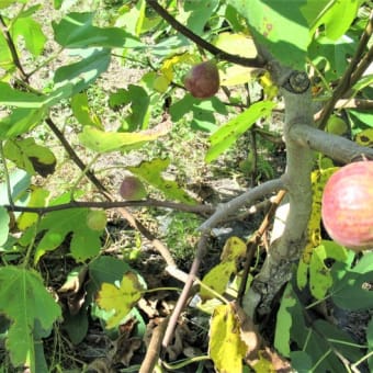 イチジク「蓬莱柿」を収穫