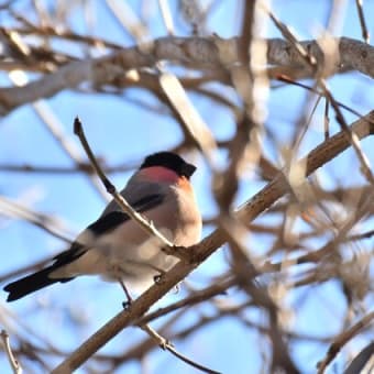 ご近所探鳥