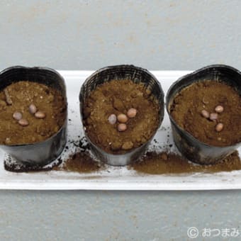 2011年5月5日のベランダ