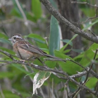 野鳥シリーズ　２
