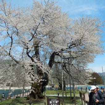 高山市　荘川桜　美しく満開