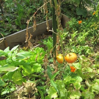 芽が出て ふくらんで 花が咲いて♥／
