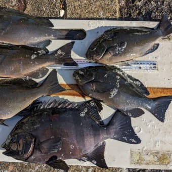 南伊豆 下流 今日の釣果