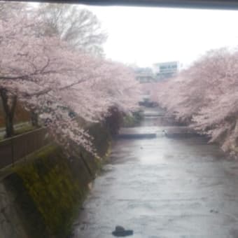 2016年　恩田川沿いの桜見物