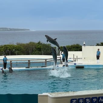 北部視察研修を行う! 海洋文化館及び名護博物館を見学