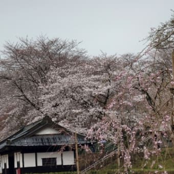 雨の花見