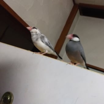 文鳥の梅、おはよう(=゜ω゜)ﾉ。