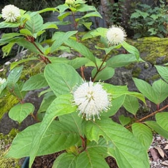 花・紫陽花