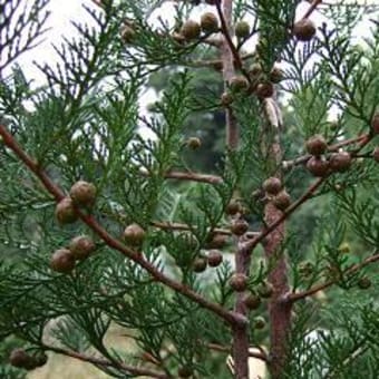 ヒノキ採種園の球果採取