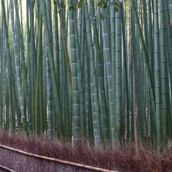 2011年12月3日(土)　野宮神社