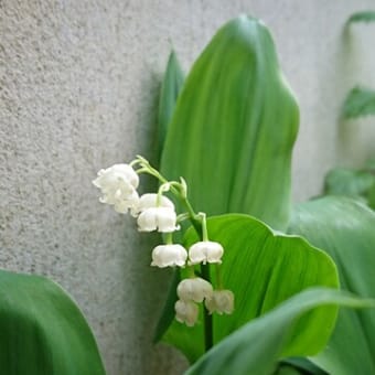 バラの庭