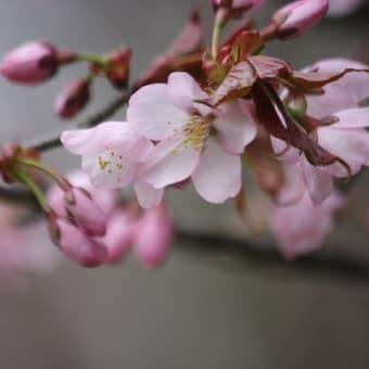 旭山の桜散歩