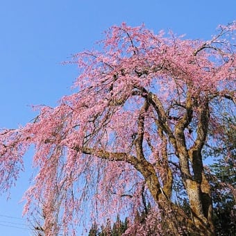 しだれ桜。