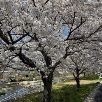 今日の桜・・満開