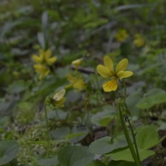 八ヶ岳の花