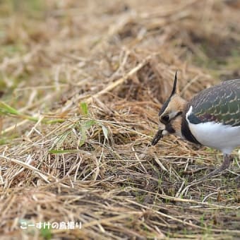今日の野鳥 ・・ タゲリ ・・今年も ② 。。