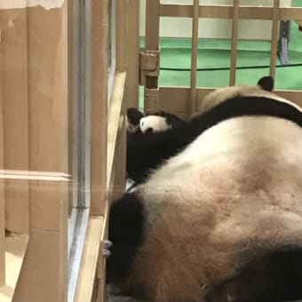 パンダコパンダ
