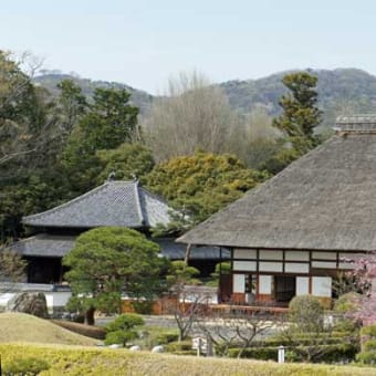 足利学校の桜