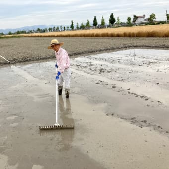 自然栽培コシヒカリ30年　苗床に溝を掘り整地