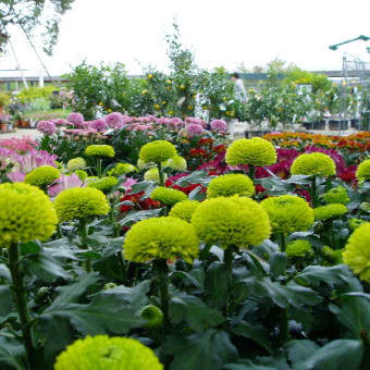 花と果物の観賞