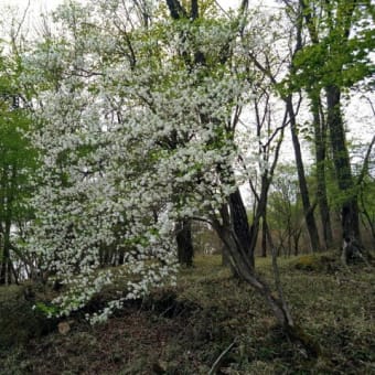 前日光の彩り（横根山）