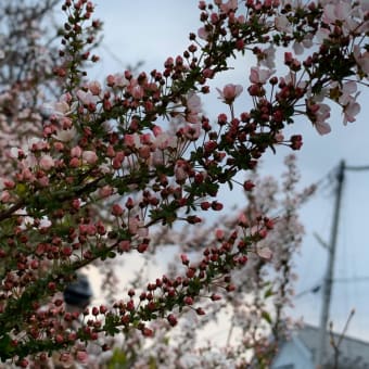 ♪春が来た。春が来た〜