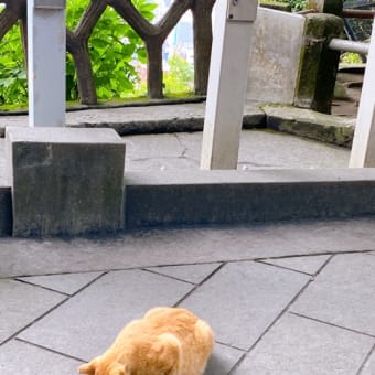 日陰サンキューラン☆