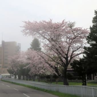 コロナの連休