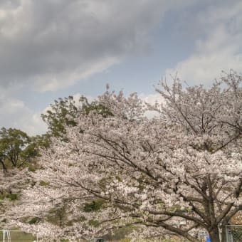 熊本桜めぐり  ～菊池公園～