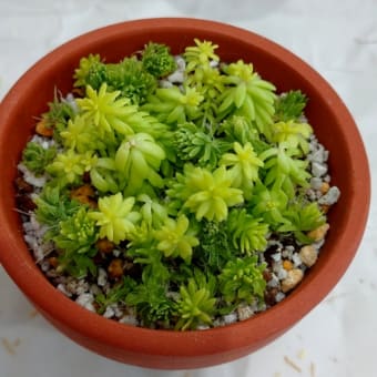 外は雪です☆おうちでセダムの植え替え