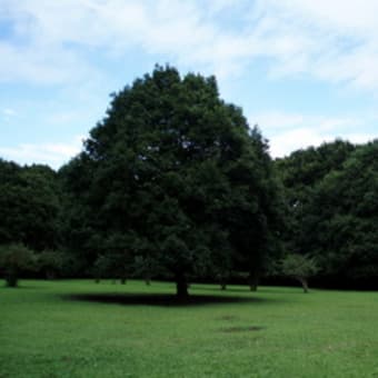 東高根森林公園（知られざる癒しの公園）