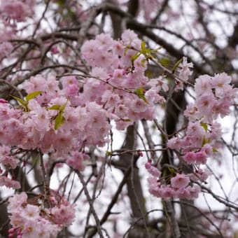 散り始めた染井吉野　もう少しもちそうな枝垂桜