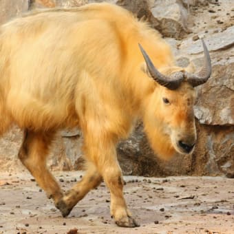 清水謙行が世界を旅するブログー絶滅危惧種