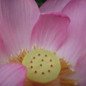 開花