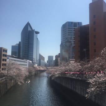目黒新橋からの桜🌸がきれいです！