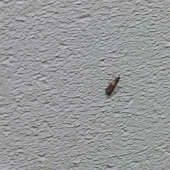 日々お掃除。
